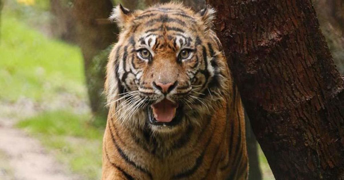 'Bulldozer in the building,' beloved tiger 'Manis' dies at Dallas Zoo